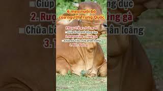 Mẹo Nuôi Bò Trung Quốc #agriviet #agriculture #nuoibo #vobeobo #bogiong #giabanbo #bobbb #cow