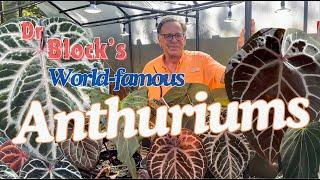 Dr Block's Anthuriums | Breeding Philosophy and Desirable Physical Traits