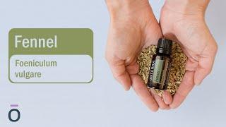 Discover the Benefits of doTERRA Fennel Essential Oil