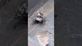 We found the cutest Spider in the world