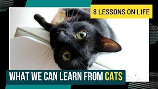 What We Can Learn From Cats