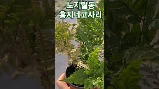 #월간화원 #홍지네고사리