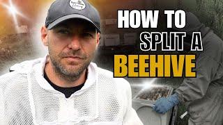 How To Split A Beehive