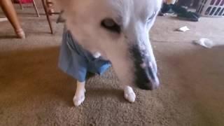 Blind Husky Dog Ivy dresses up and storms off to work