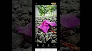 "Edit Like a Pro: Transform Your Flower Shots" #photography #editing #video #foryou