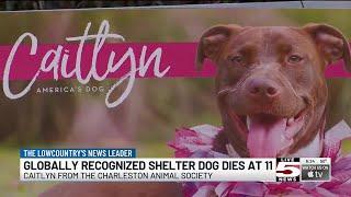 VIDEO: Charleston Animal Society mourns death of anti-animal cruelty icon Caitlyn