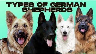 TOP 3 RARE GERMAN SHEPHERD COAT COLOUR. part 1  #Short