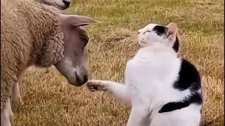 Cats and Dogs Rock / Funny Animals /#14/ Funny Cats and Dogs / Funny anima