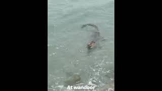 crocodile at wandoor beach andaman