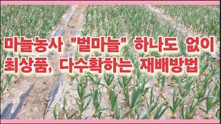 마늘농사 "벌마늘" 하나도 없이 최상품, 다수확하는 재배방법(농사의신)