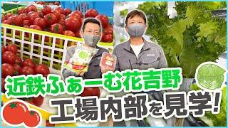 近鉄ふぁーむ 花吉野  トマトとレタスを栽培【近鉄不動産公式】