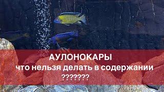 АУЛОНОКАРЫ, что нельзя делать в содержании?