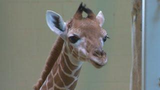 Baby giraffe at the Calgary Zoo