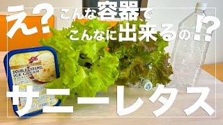 【サニーレタス大量収穫】アイス容器とペットボトルで初心者でも簡単に水耕栽培する方法！種まきから収穫まで！