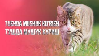 Tushda mushuk ko'rish | Тушда мушук куриш