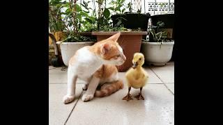 For cat loversBest Funniest Animals Video 2024