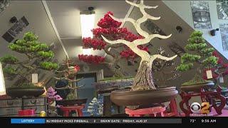 Colts Neck Artist Expresses Affinity For Bonsai Trees Through Unique Sculptures