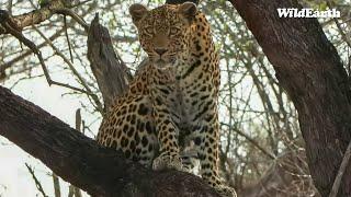 Leopard Lion standoff - SafariLIVE Sunrise - 09 November 2024