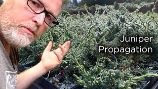 Bonsaify | Juniper Cutting Propagation Step-by-Step