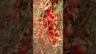 Tomato  Meka NARSIMHA REDDY farmer