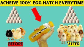 HOW TO HATCH 100% OF YOUR EGGS USING THIS ORGANIC EGG SPRAY EVERYTIME | Easy, Cheap and Effective