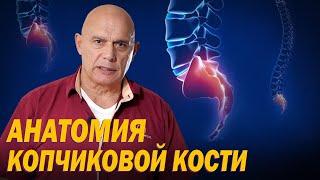 Профилактика коксалгии: Что делать при болях в копчике? Анатомия и строение копчиковой кости