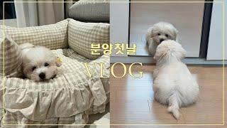 꼬똥 드 툴레아 입양 Vlog  / 7개월의 기다림 / 꼬똥입양, 한국꼬똥켄넬