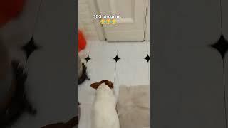 #shorts #shortvideo #viralvideo #vlog #viralshorts #cute #dog #home #fyp #love #funny #funnyvideo