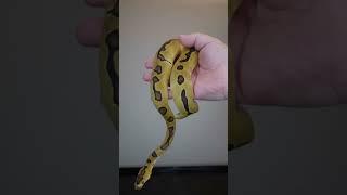 She’s stunning, my Super Enchi Clown, possible Gravel female!