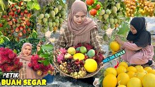 Petik buah-buahan segar | Panen buah dikebun