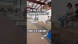 Is the 4th “dog” suspiciously fast? #dogs #fast #racing #sports #dogsports #flyball