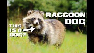 Raccoon Dog Facts - The Raccoon that's Not a Raccoon - Animal a Day R Week