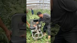 Three-wheel Harvesting Cart With Reversing Capability #farmingmachines @RomFarm