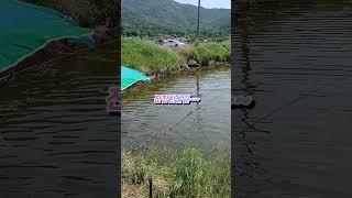 한적한 낚시터 A secret local fishing spot #붕어낚시 #fishing #carp #nature #민물낚시 #수로낚시 #자연 #시골 #고요한 #강화도낚시