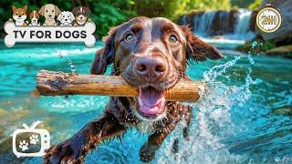 [LIVE] DOG TV: Deeply Relaxing Video for Stress Reduce & Anxiety Relief for Dogs - Calming Dog Music