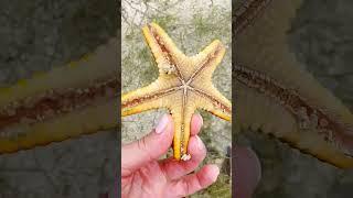 Морская звезда, Starfish, Индийский океан, Занзибар, Zanzibar