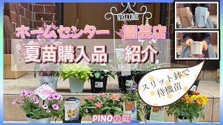 【 pinoの庭】真夏の花苗を購入，植え付けるまでスリット鉢で待機！ガウラ、ペチュニア，トレニア，アークトチス，アスチルベ，アンゲロニア、日々草、ジニア、マリーゴールド，クレマチス　カートマニージョウ