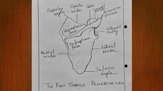 How to draw scapula/Scapula Bone Diagram easily draw/scapula bone diagram Anatomy