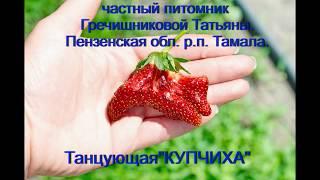 Земклуника  сорт купчиха