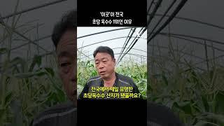'이곳'이 전국 초당옥수수 1위인 이유