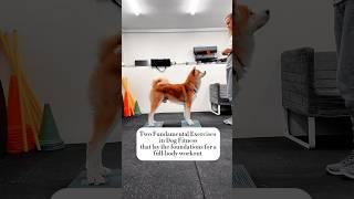 Two fundamental exercises  #dogfitness