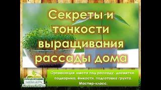 РАССАДА 1 Какие условия нужны идеальной рассаде?