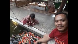 Handfeeding koi part 2 - Radja ikan hias ambulu