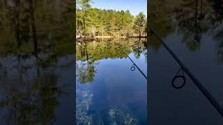 bass fish! #fishing