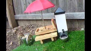 Chipmunk eating peanuts from a trash can! (The Adventures of Mellie the Talking Chipmunk)