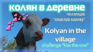 Kolyan in the village. Challenge "Kiss the Cow"