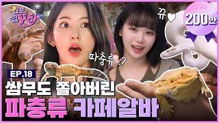 [SUB] 사쿠라X채원 거북이부터 뱀까지 파충류 카페 알바 도전 [겁도 없꾸라] EP.18