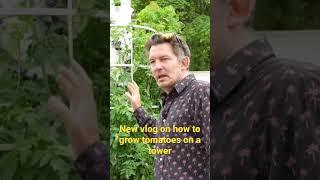 New video on how to grow tomatoes on a tower.