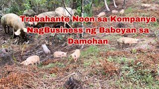 Nagpalit ng Trabaho mula Trabahante sa Kompanya Ngayon ay Nagnegosyo ng Freerange Pig sa Bukid