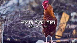 मलाई के को बाल / Malai Ke ko Bal